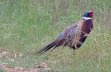 Ring-necked Pheasant - ML618390446