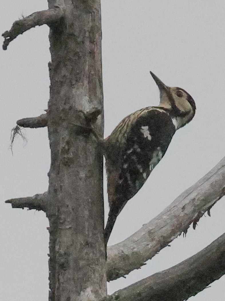 White-backed Woodpecker - ML618390470