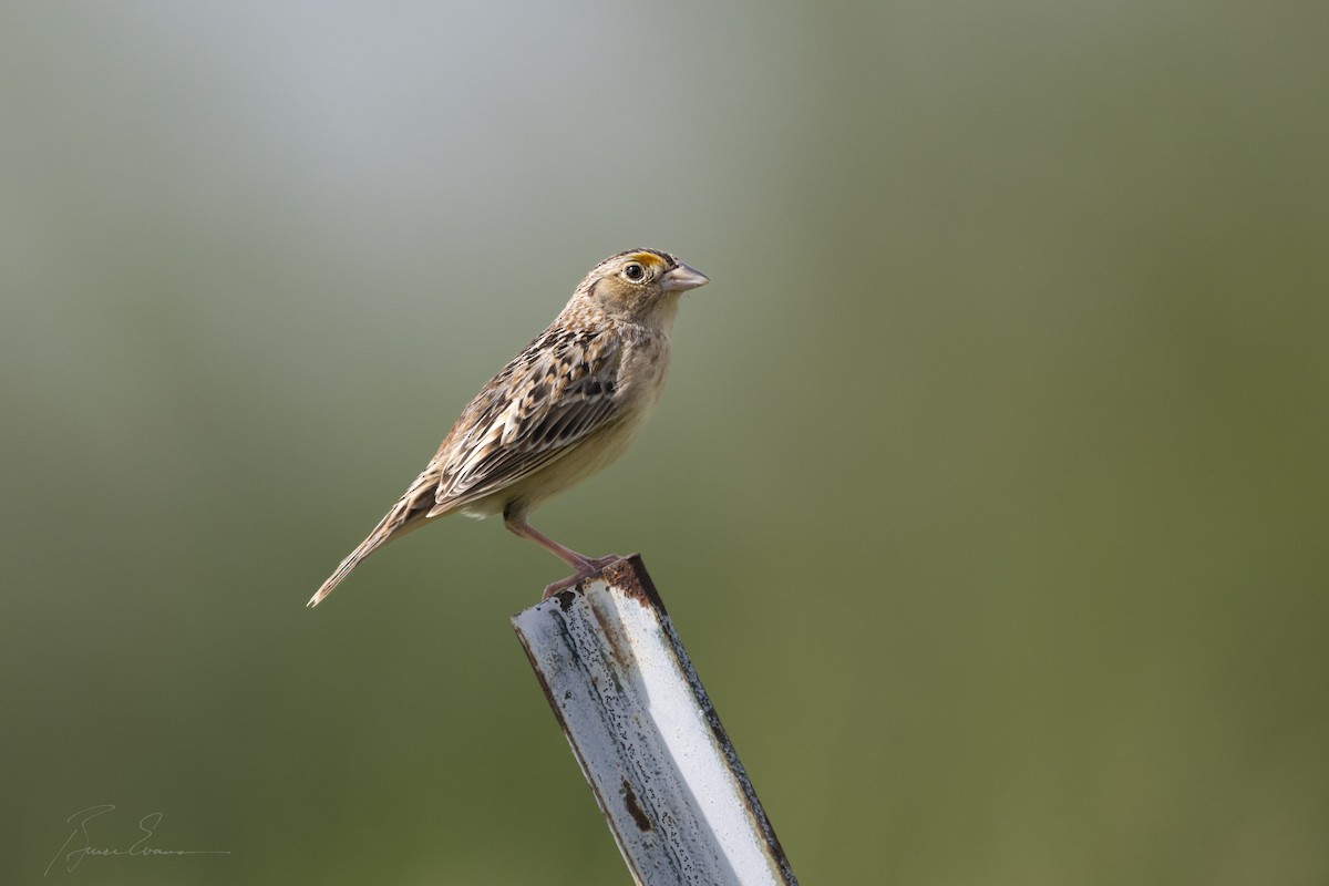Grasshopper Sparrow - ML618390477