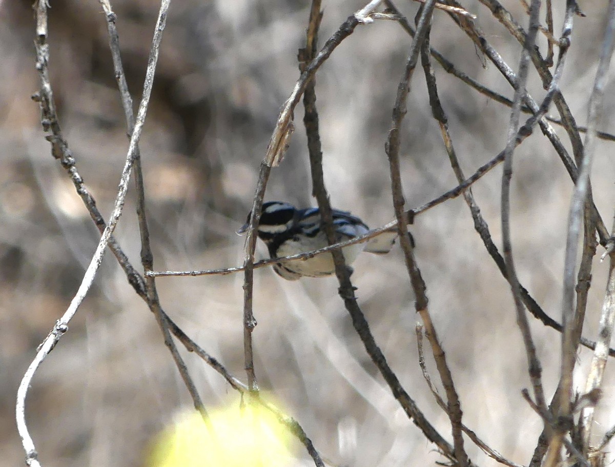 Black-throated Gray Warbler - ML618390497