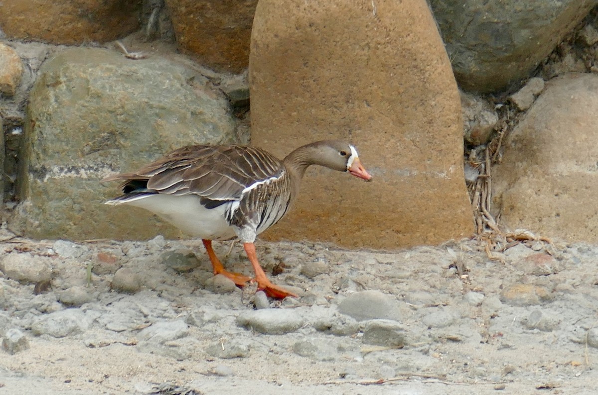 Greater White-fronted Goose - ML618390511