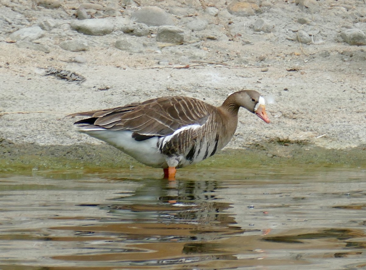 Greater White-fronted Goose - ML618390521