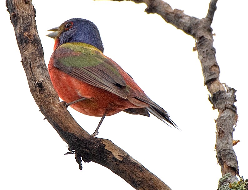 Painted Bunting - ML618390572