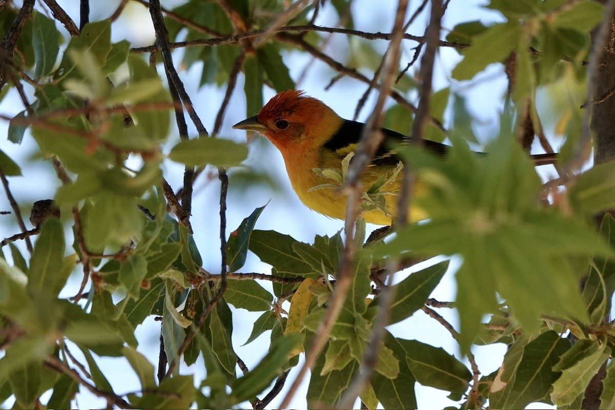 Western Tanager - ML618390593