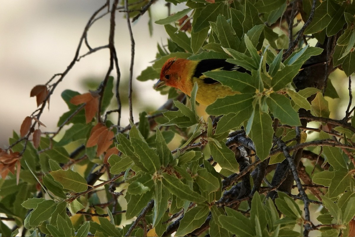Western Tanager - ML618390595