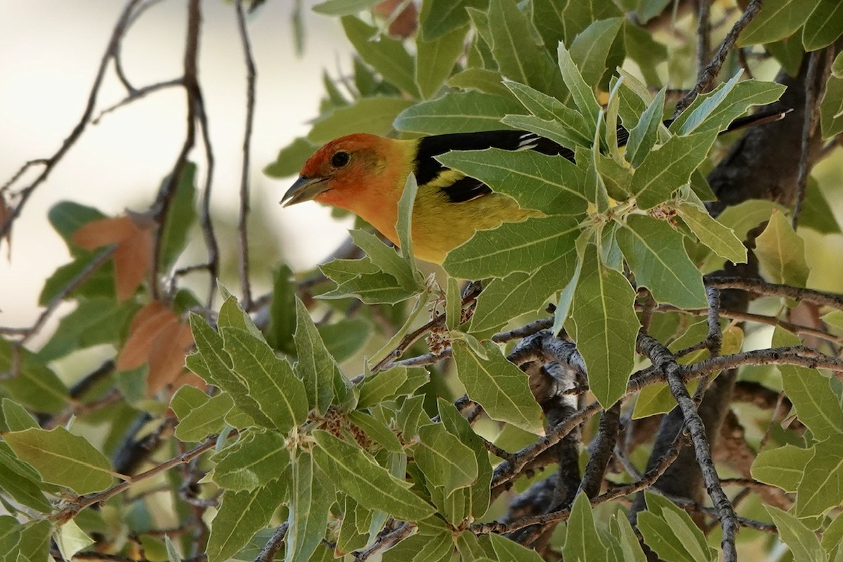 Western Tanager - ML618390596