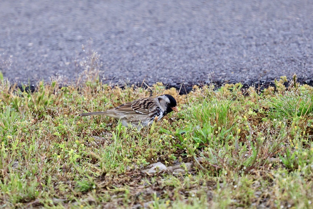 Harris's Sparrow - sandy berger