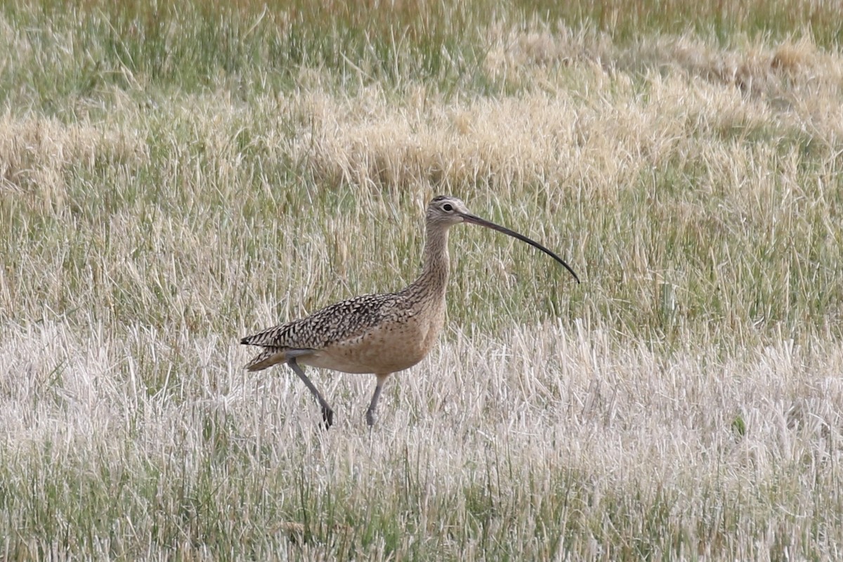 Long-billed Curlew - ML618390650