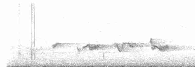 Чернокрылая пиранга - ML618390653