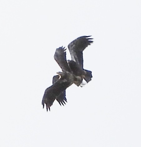 Bald Eagle - alan murray