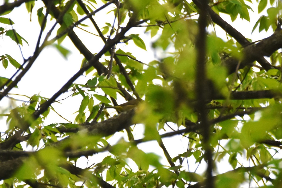 Orange-crowned Warbler - ML618390725
