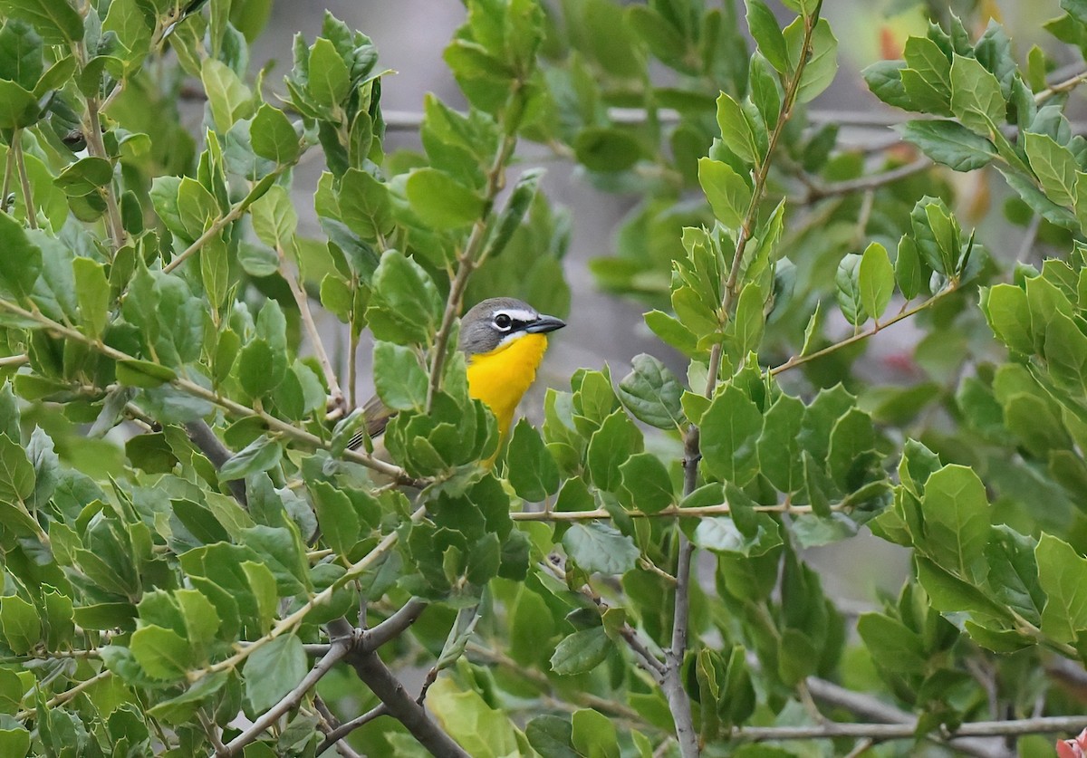 Yellow-breasted Chat - ML618390729