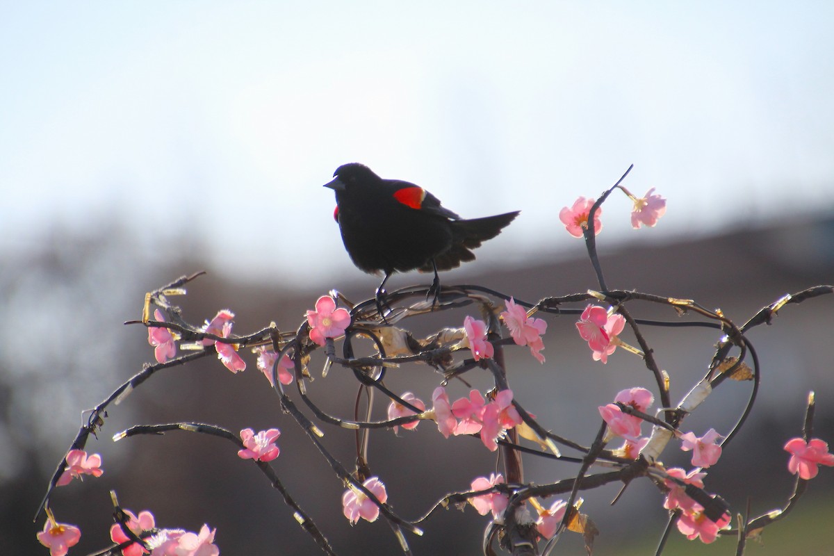 Red-winged Blackbird - ML618390752