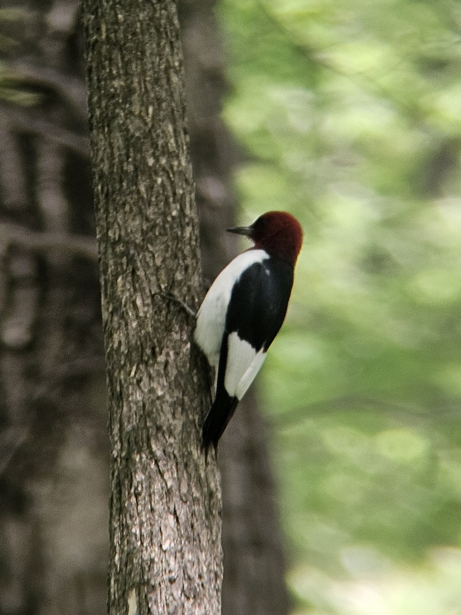 Red-headed Woodpecker - ML618390768