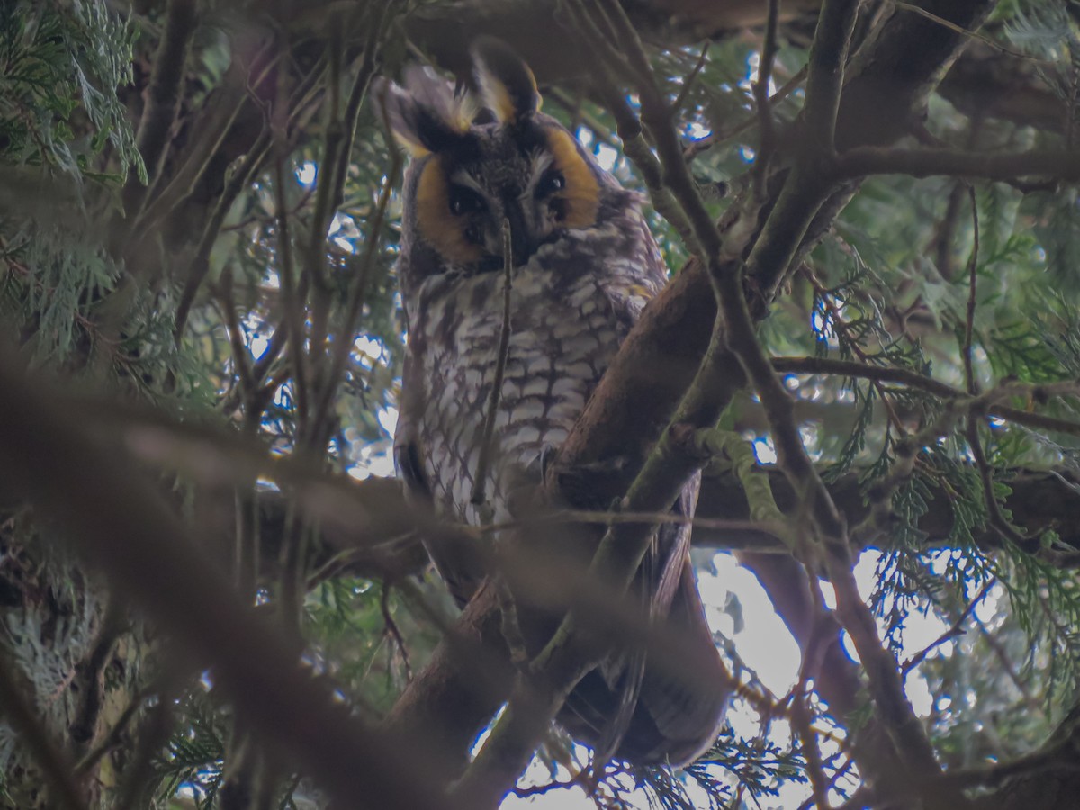 Long-eared Owl - ML618390774