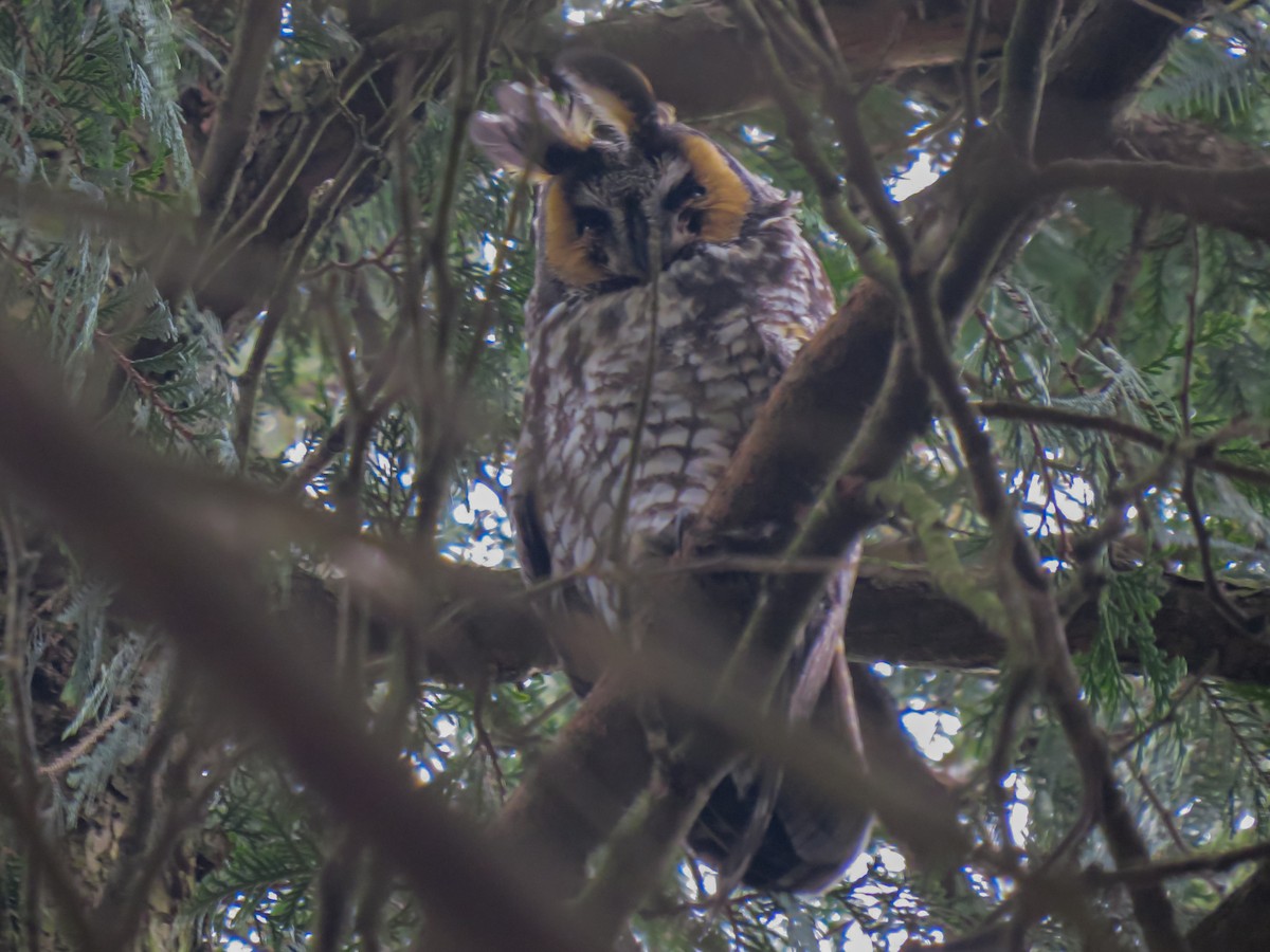 Long-eared Owl - ML618390800