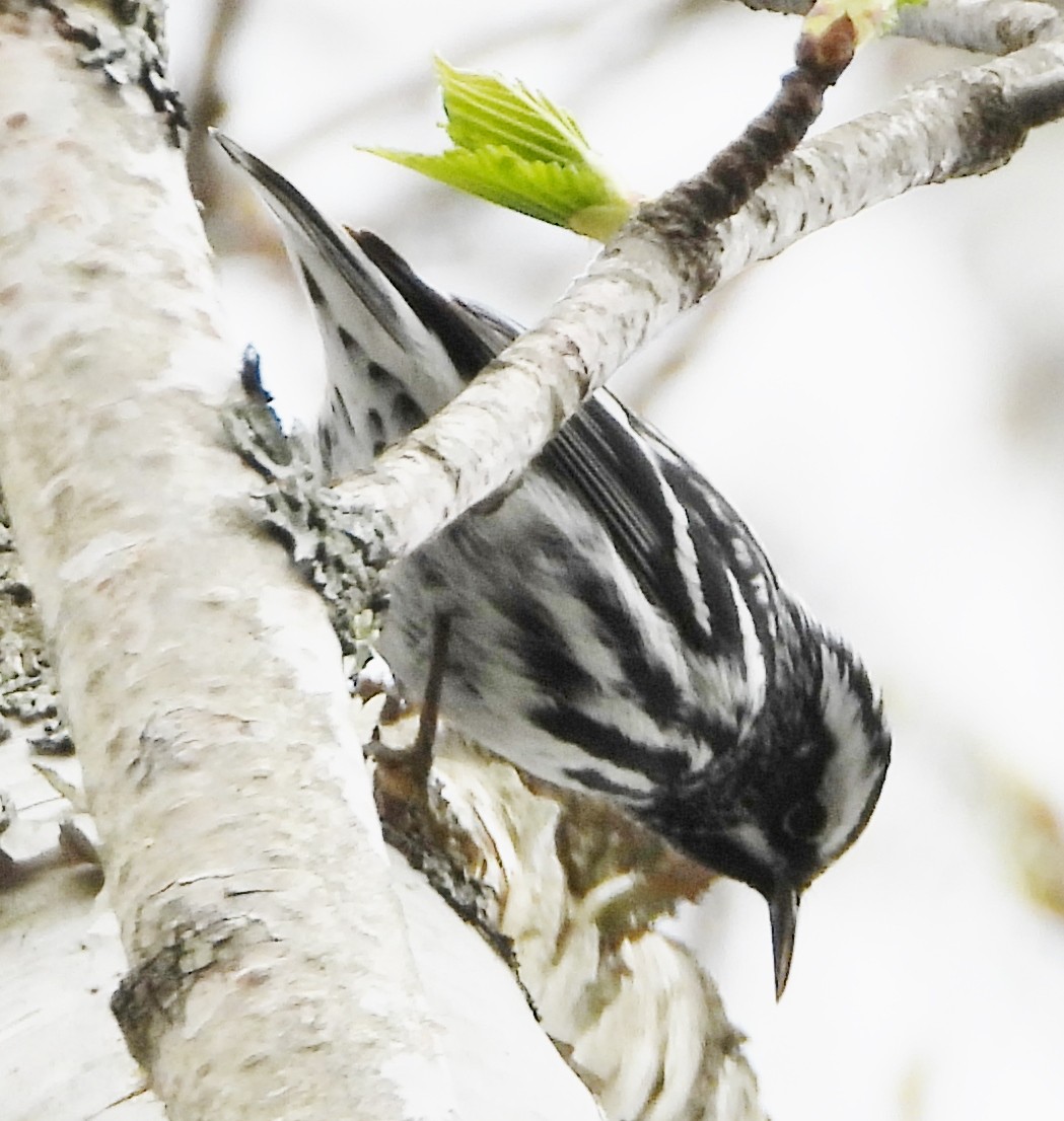 Black-and-white Warbler - ML618390854