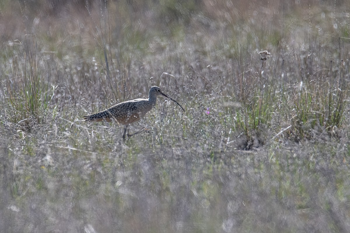 Long-billed Curlew - ML618390857