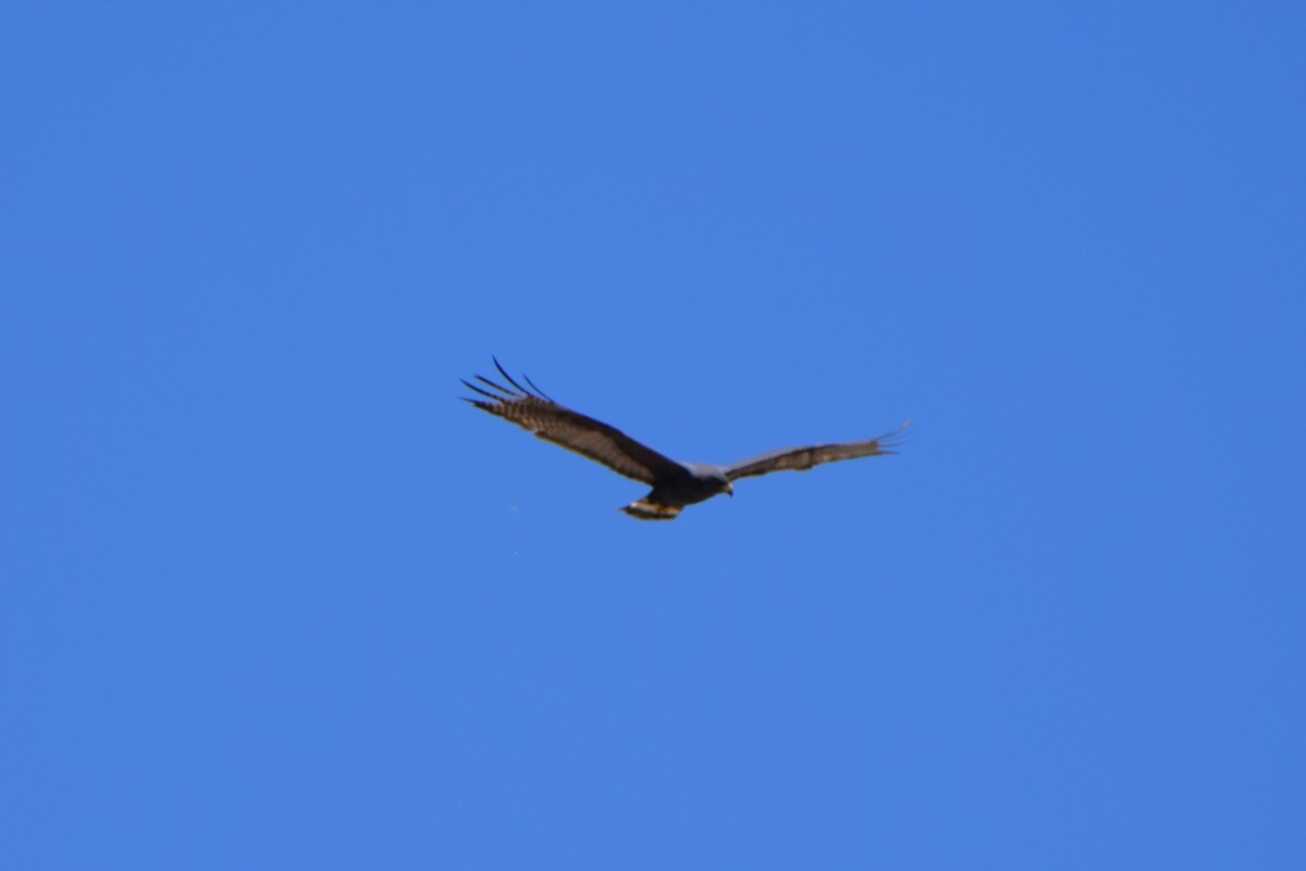 Zone-tailed Hawk - ML618390899