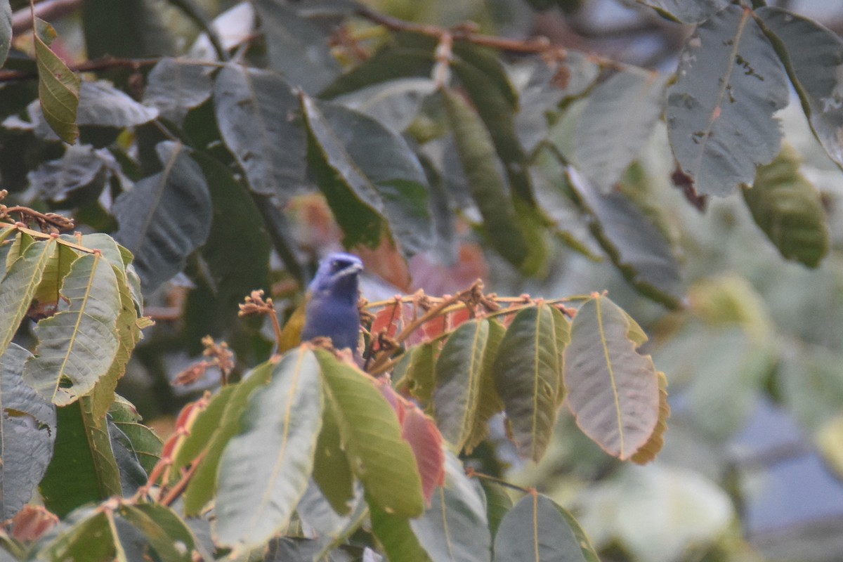 Blue-capped Tanager - ML618390912