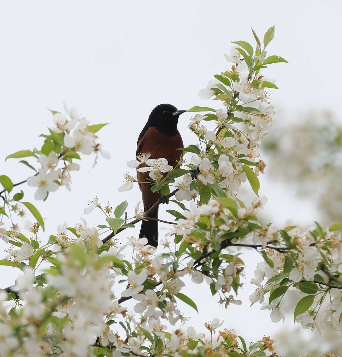 Orchard Oriole - ML618390938