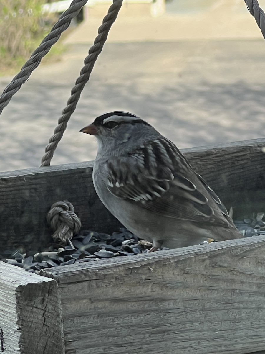White-crowned Sparrow - ML618390945