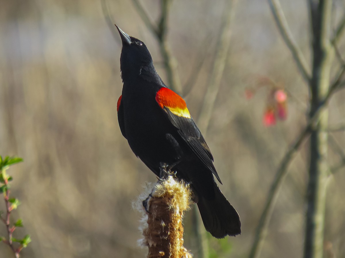 Red-winged Blackbird - ML618390961