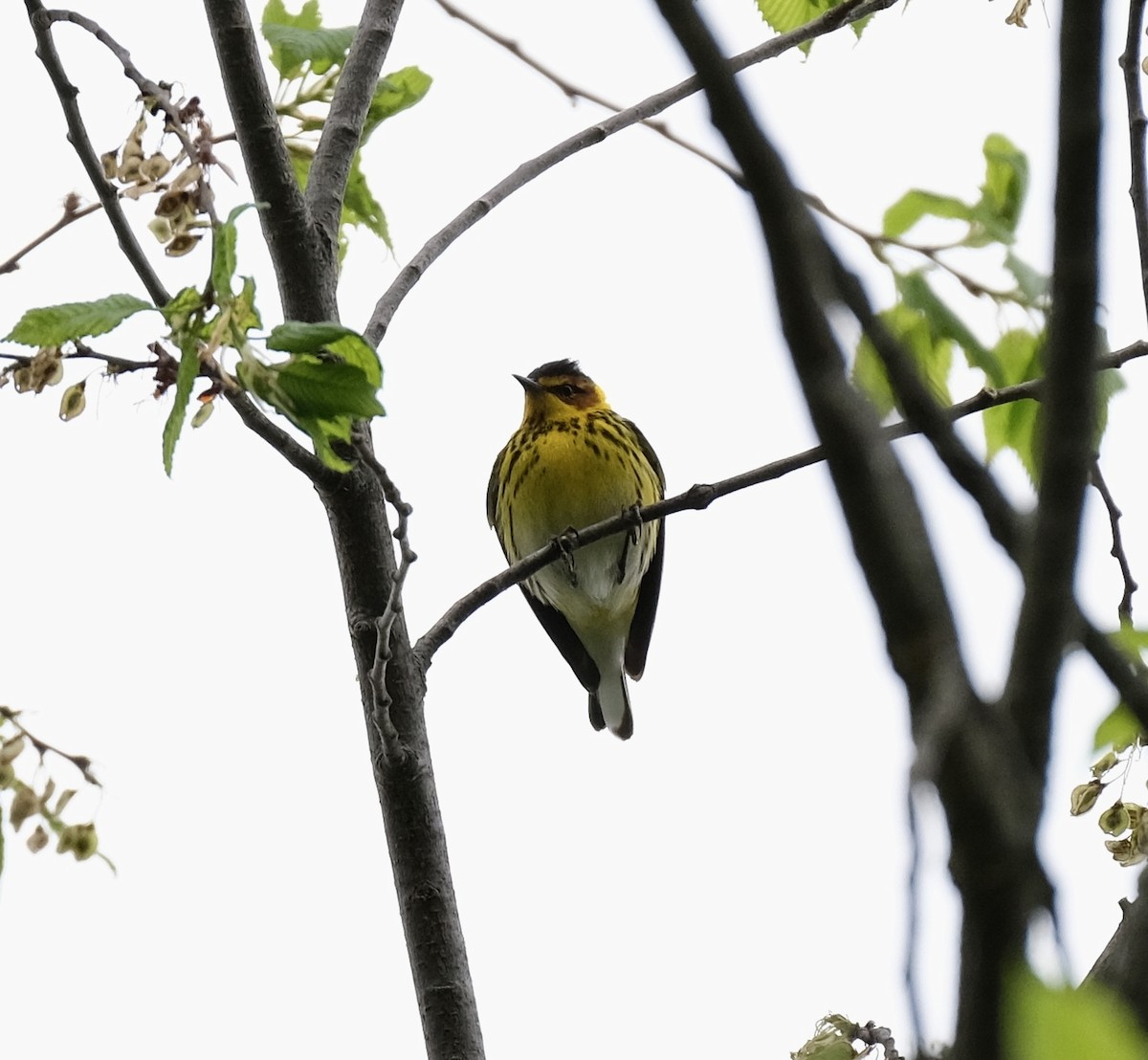 Cape May Warbler - ML618390965