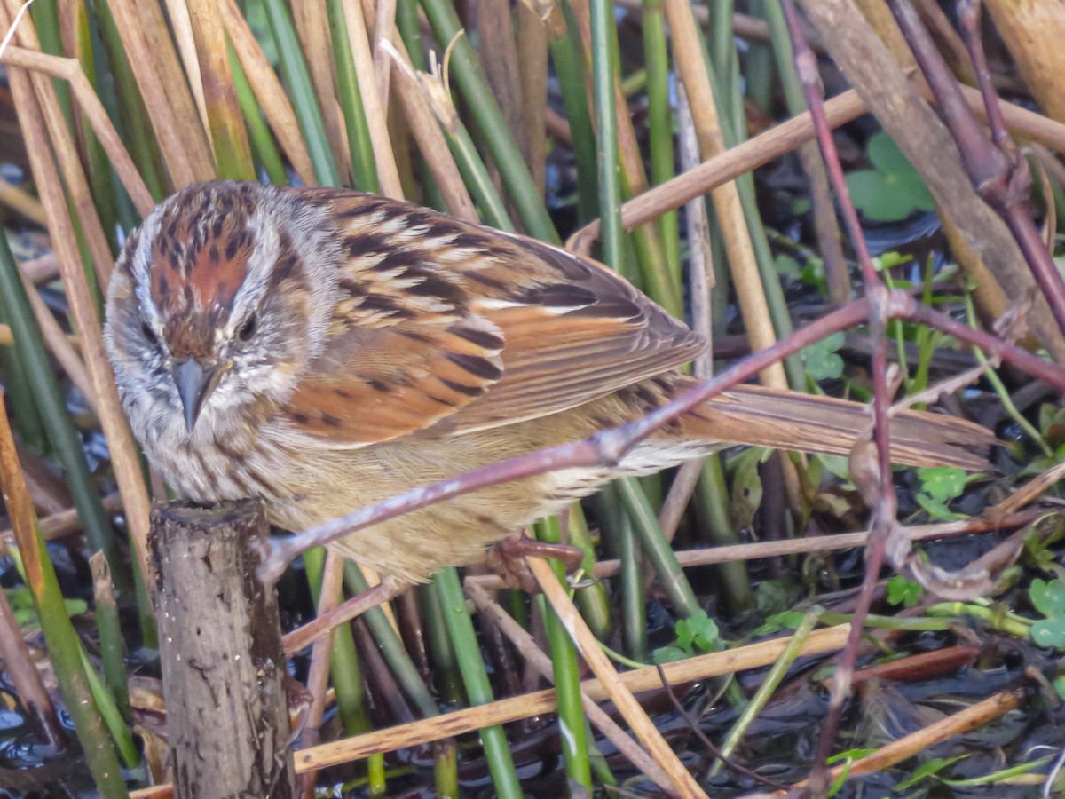 Swamp Sparrow - ML618390978