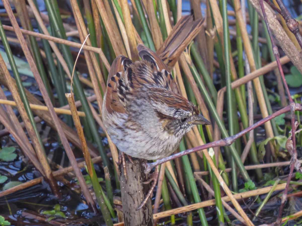 Swamp Sparrow - ML618390984