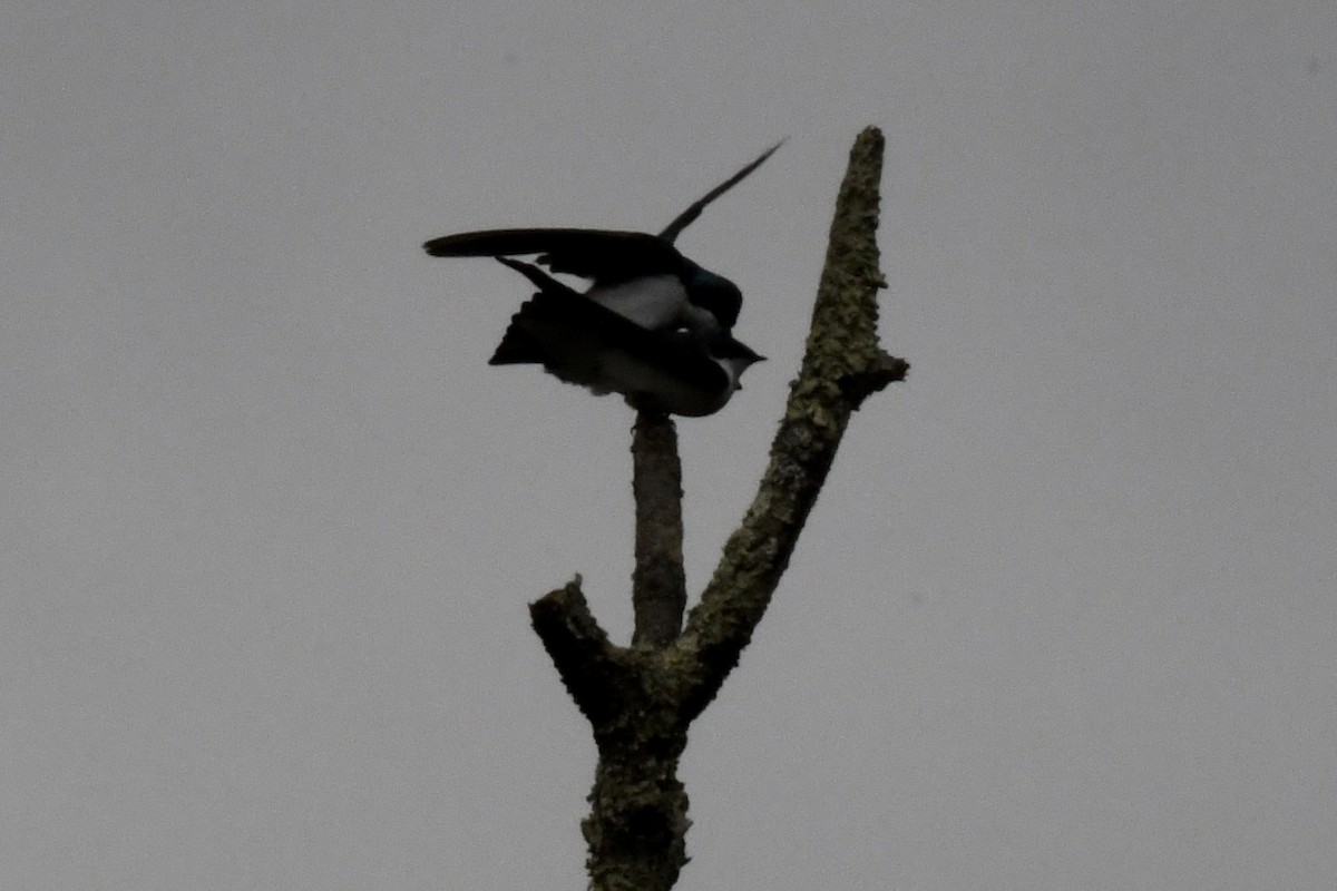 Tree Swallow - Stephen Broker