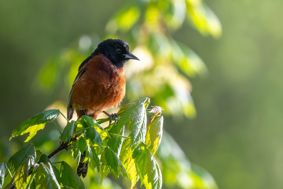 Orchard Oriole - ML618391008