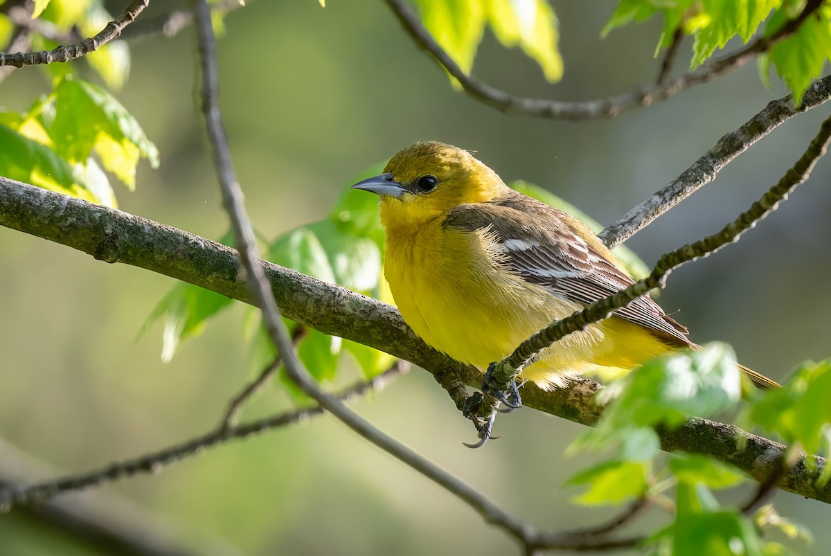 Orchard Oriole - ML618391009