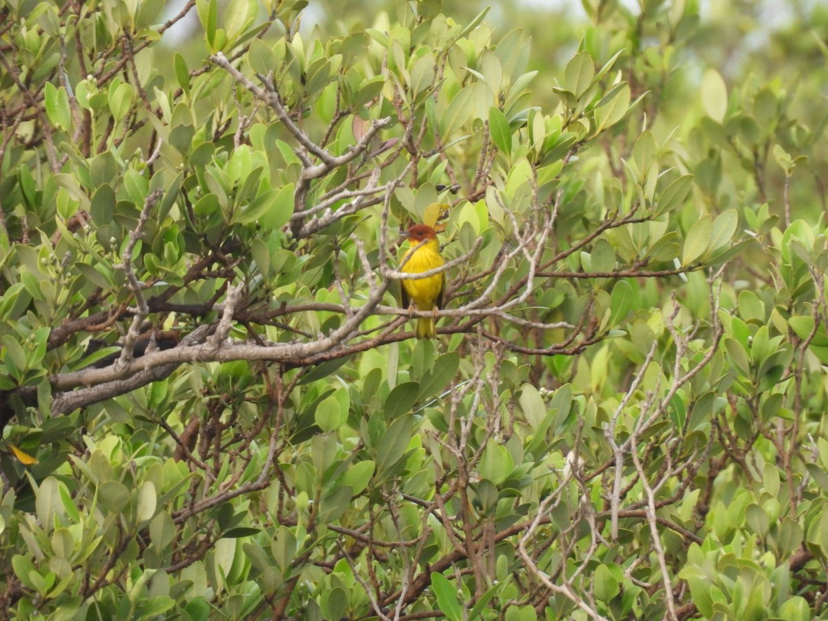 Yellow Warbler (Mangrove) - ML618391010