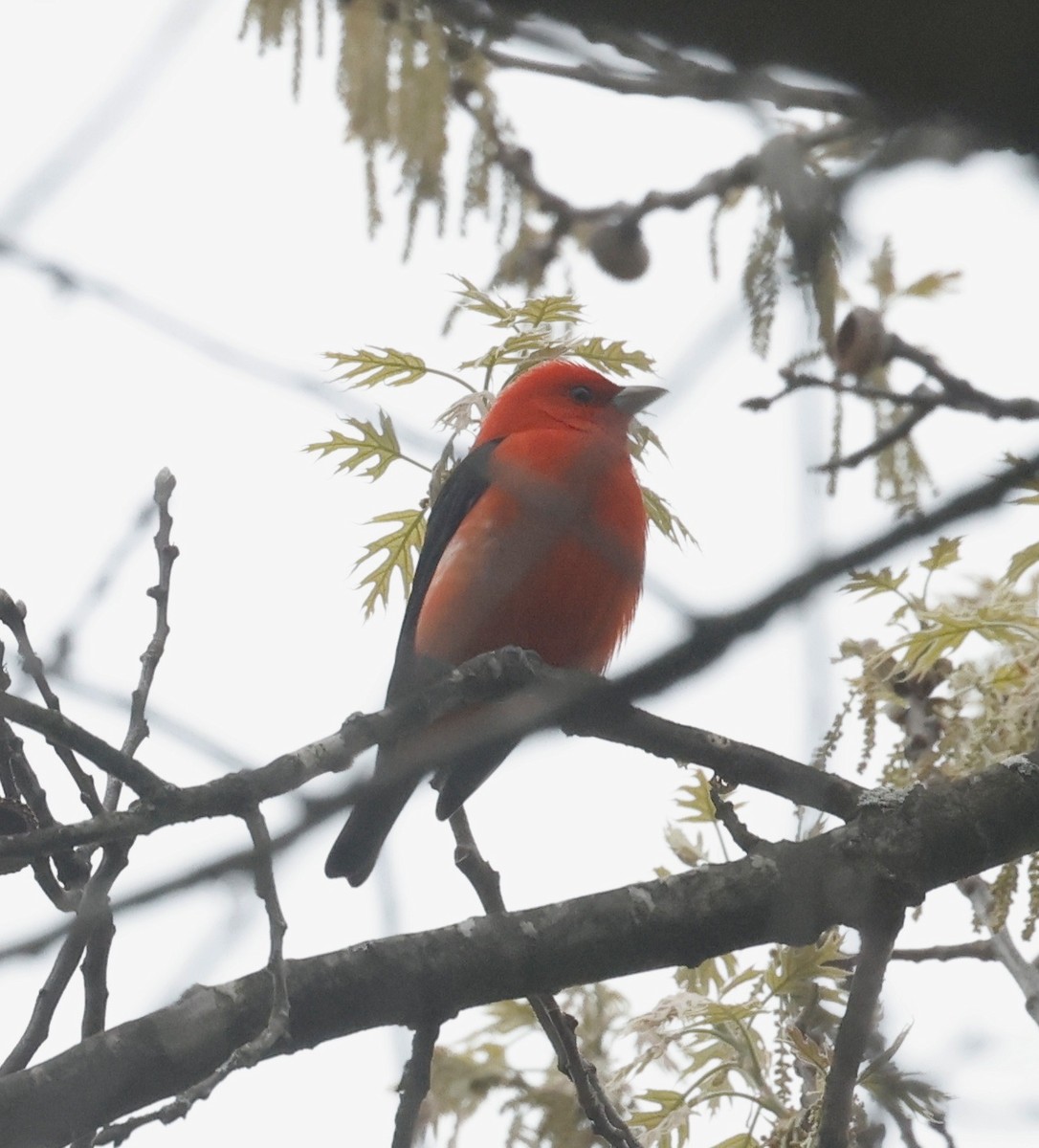 Scarlet Tanager - ML618391036