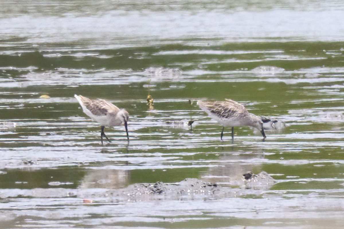 Asian Dowitcher - ML618391037