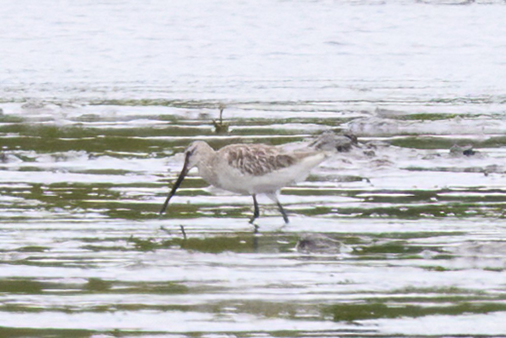 Asian Dowitcher - ML618391044