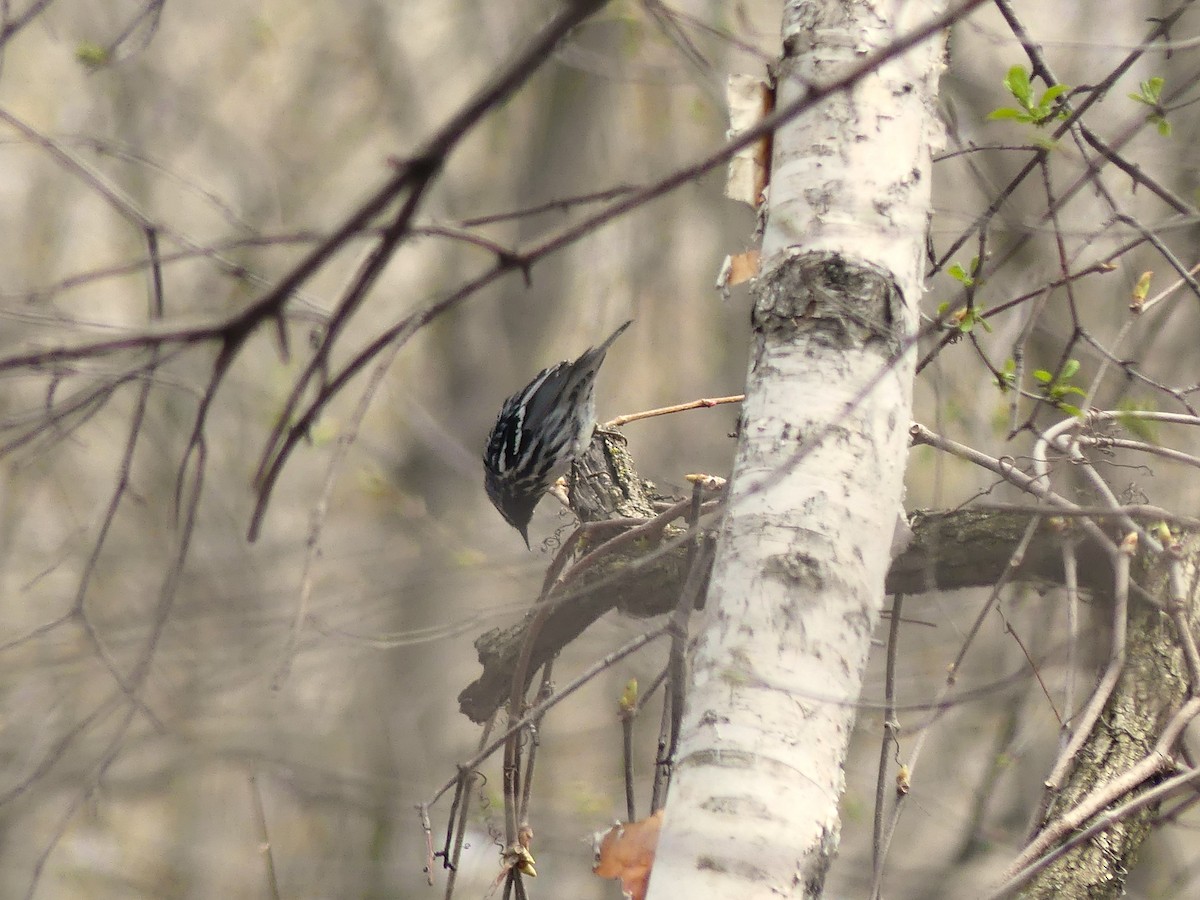 Black-and-white Warbler - ML618391089