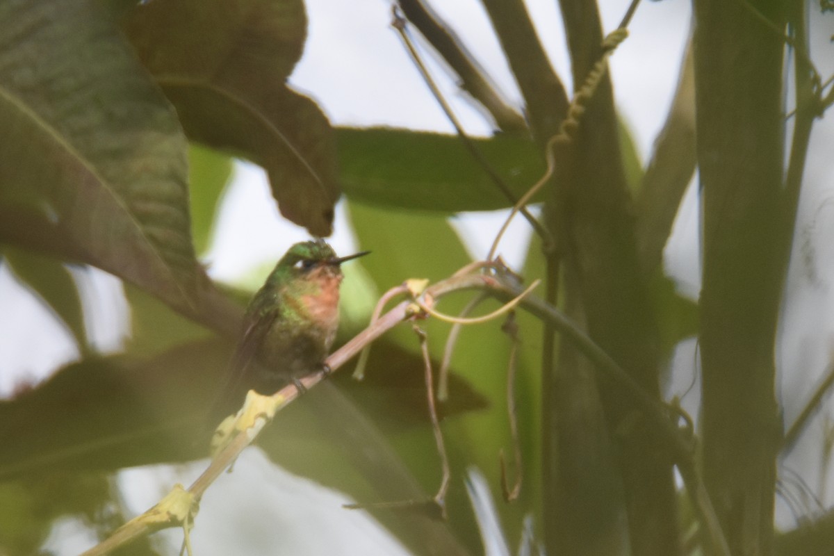kolibřík dřišťálový (ssp. districta) - ML618391097