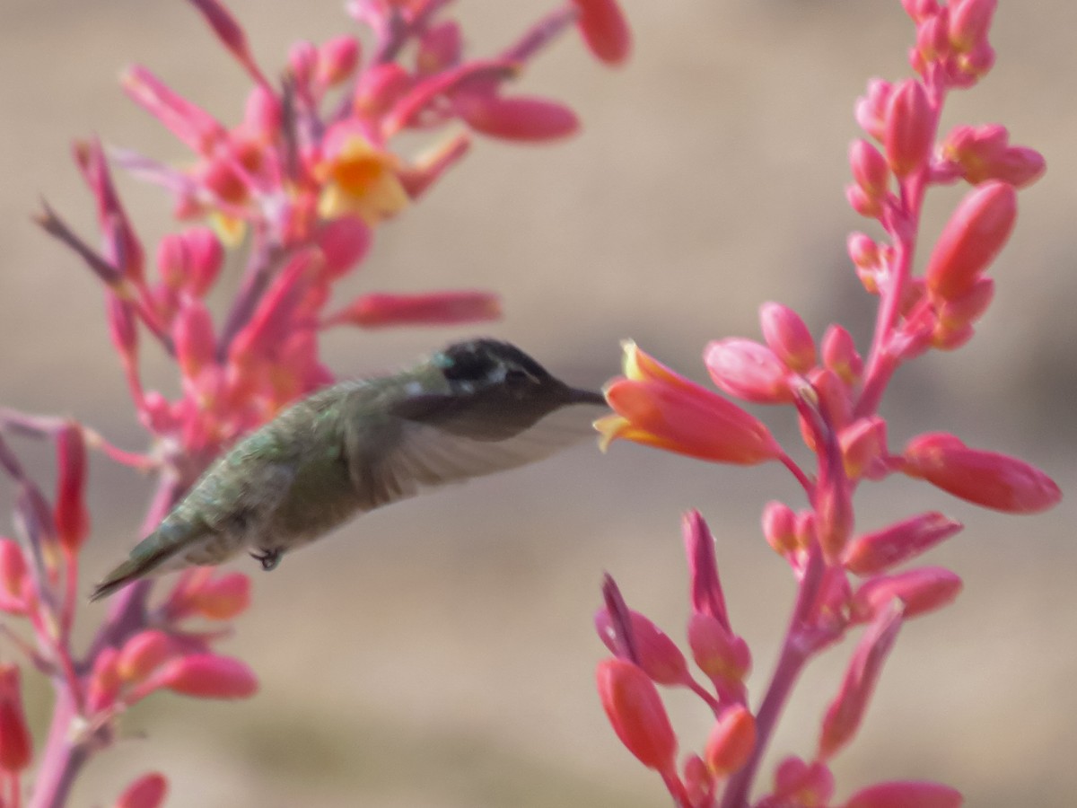 Costa's Hummingbird - ML618391100