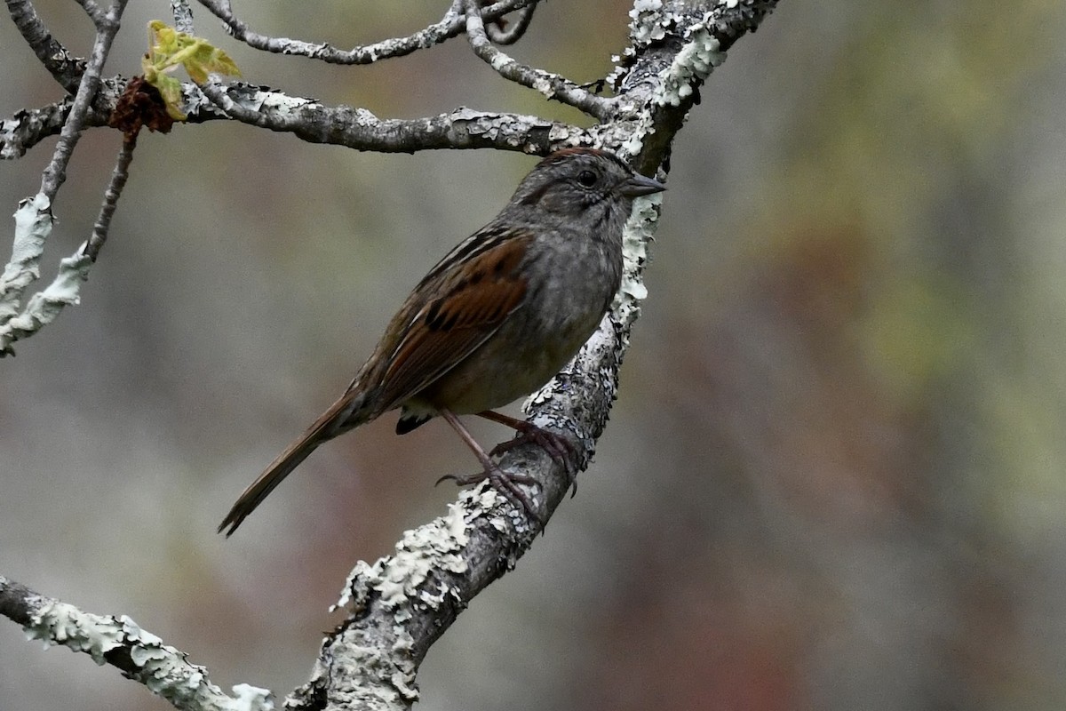 Swamp Sparrow - ML618391109