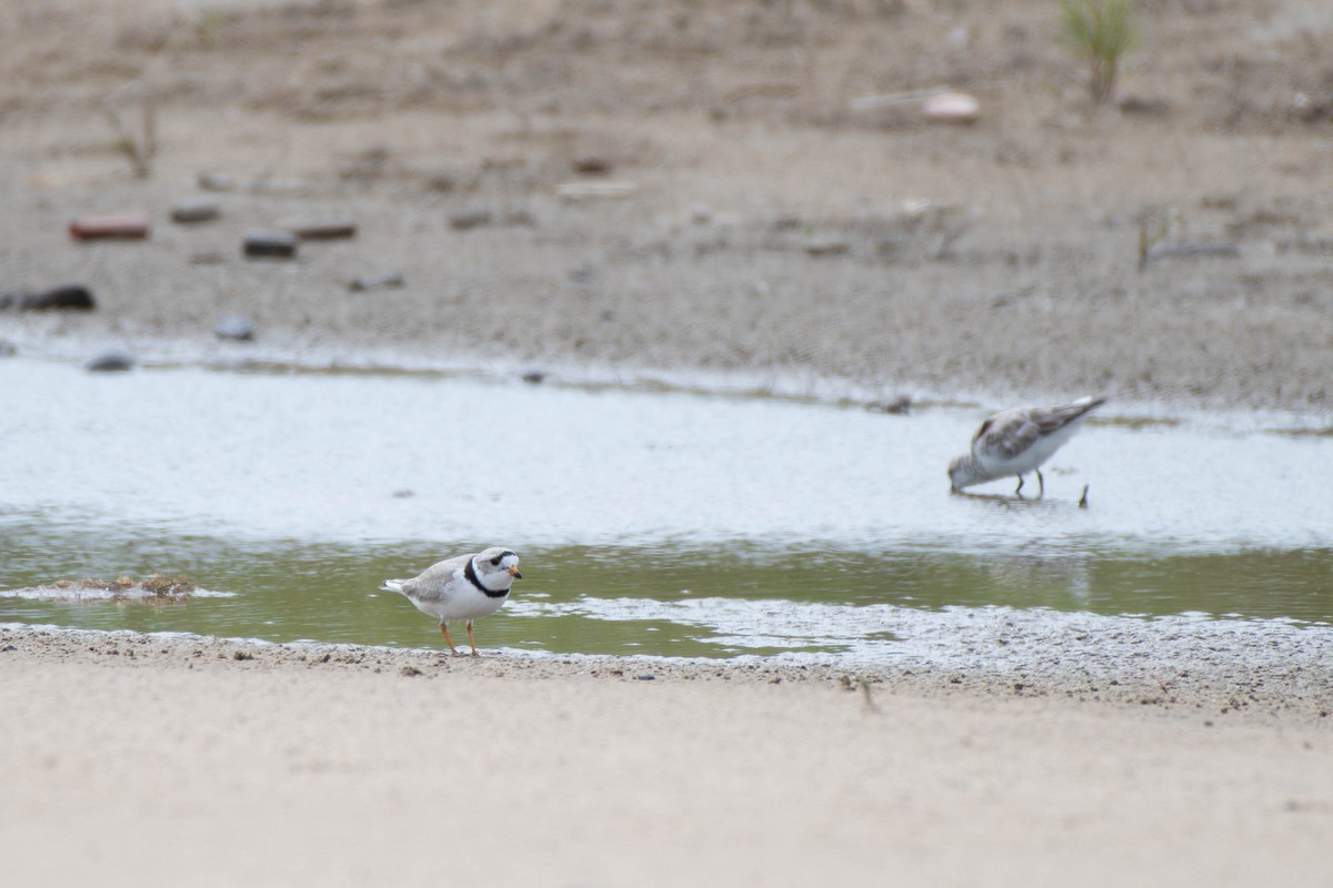 Piping Plover - ML618391110