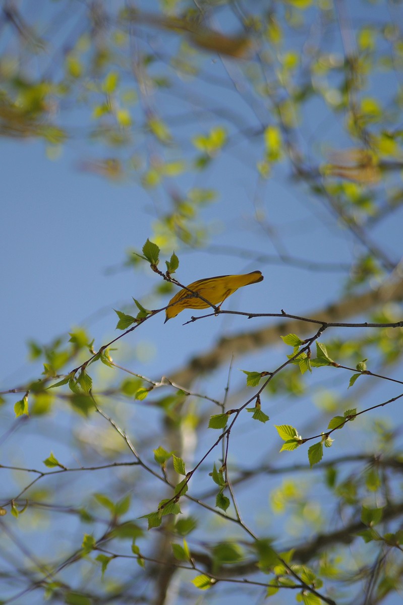 Yellow Warbler - ML618391113