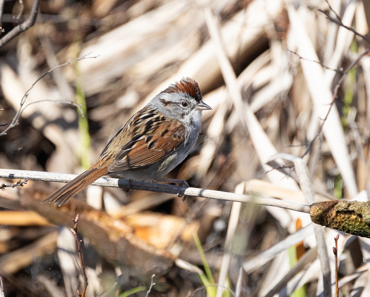 Swamp Sparrow - ML618391119