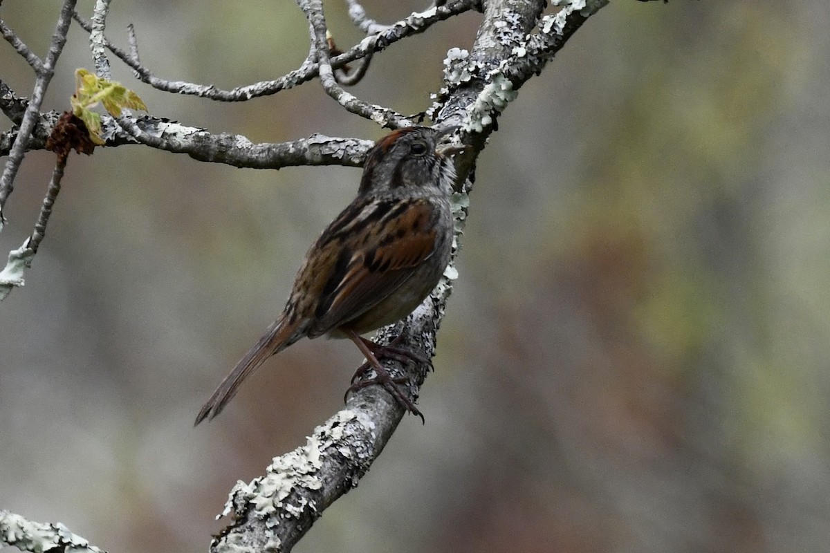 Swamp Sparrow - ML618391120