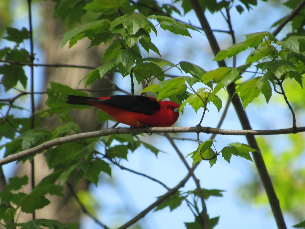 Scarlet Tanager - ML618391123