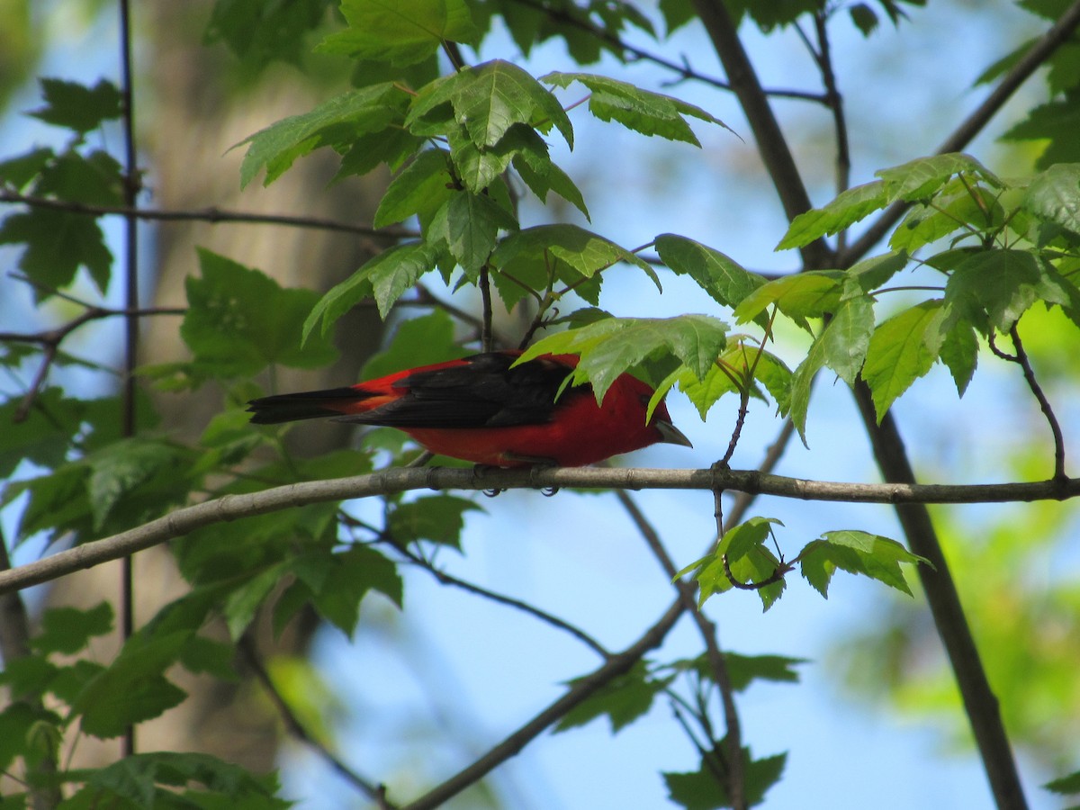 Scarlet Tanager - ML618391124