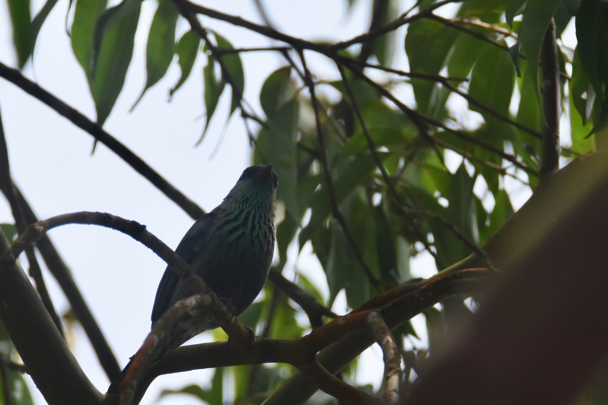 Black-capped Tanager - ML618391126