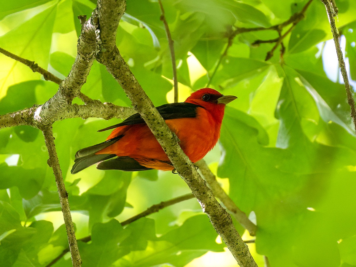 Scarlet Tanager - ML618391147