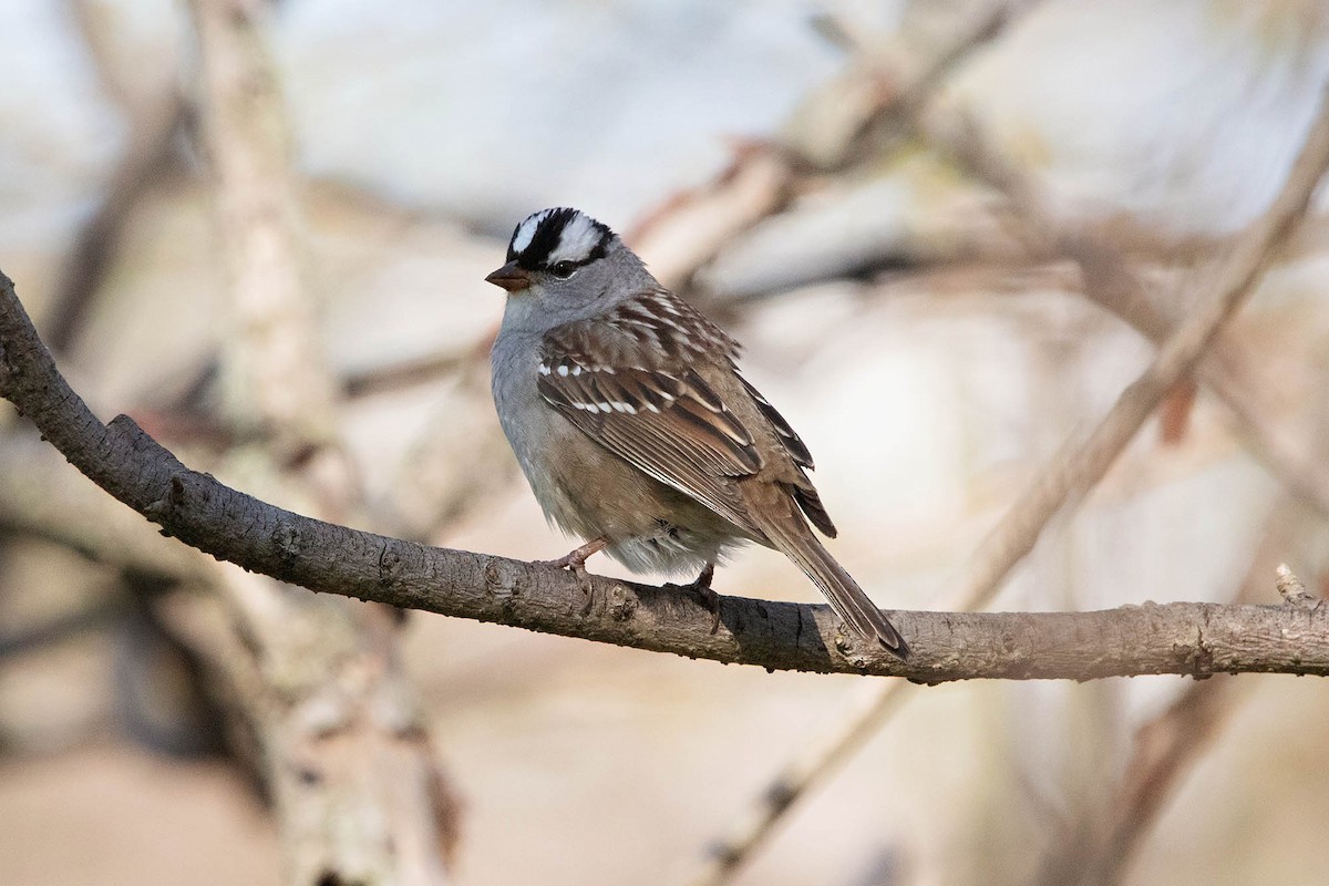 White-crowned Sparrow - ML618391151